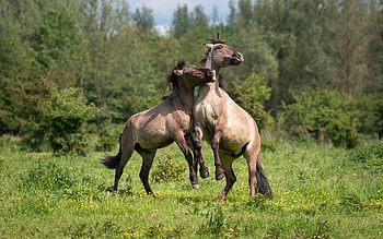 horses, animal, horse, nature, play HD wallpaper