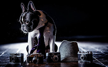 Animals, Dog, Shadow, Sight, Opinion, Hat, Bulldog, Cameras, Costume, Tie HD wallpaper