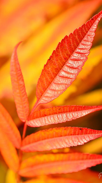 Orange Colour, Orange Colour Leave HD phone wallpaper