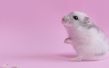 Cute hamster, Animal , Furry friend, Pet graphy HD wallpaper