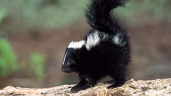 Animals, Surface, Kid, Tot, Sawdust, Skunk HD wallpaper
