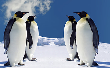 High definition penguin , Stunning visuals, Arctic wildlife, delight HD wallpaper