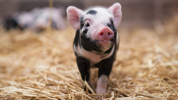 Charming piglets, Barnyard buddies, Playful snouts, Gentle oinks HD wallpaper