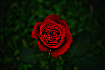 Flowers, Flower, Rose Flower, Rose, Close-Up, Bloom, Flowering HD wallpaper