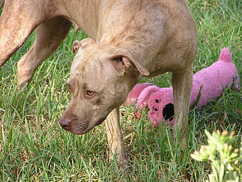 MY PINK BOBO, dog, pink, terrier, rednose, pitbull HD wallpaper