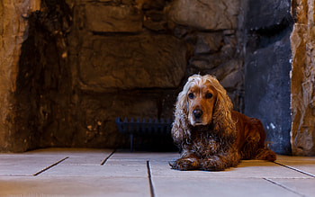 Animals, Dog, English Cocker Spaniel, Cocker Spaniel HD wallpaper
