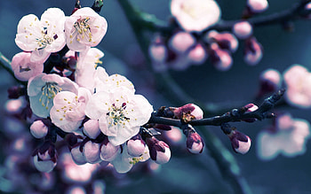 Flowers, Plant, Macro, Bloom, Flowering, Branch HD wallpaper