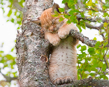 Lynx, animal, cat, tree, ras, green, funny, paw, sleep HD wallpaper
