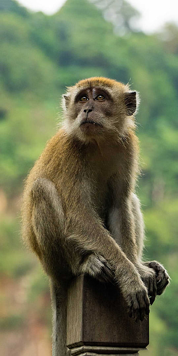 Monkey, adorable monkey, nature backgrounds, cute HD phone wallpaper
