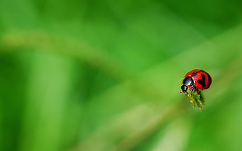 Grass, Macro, Surface, Insect, Ladybug, Ladybird HD wallpaper