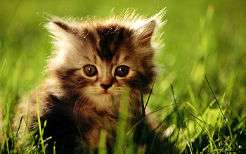 Animals, Cats HD wallpaper