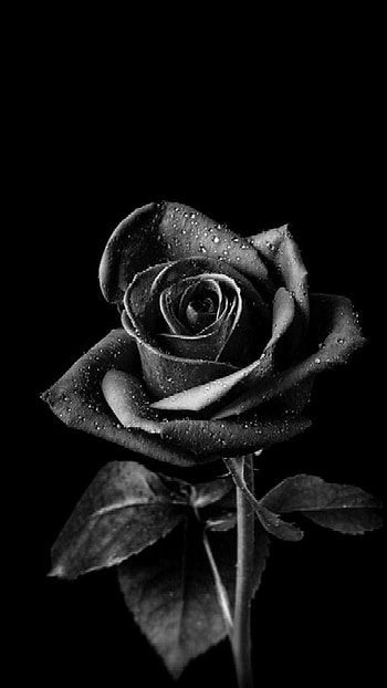 Black Rose, black lover, black flowers HD phone wallpaper