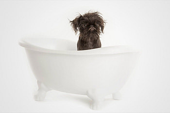 Brussels Griffon, Low-cost business ideas, Animal lover, Entrepreneurship HD wallpaper