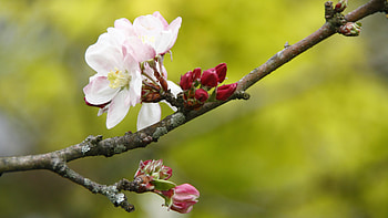 Apple Tree, Petals branch buds, Macro shot, High definition HD wallpaper