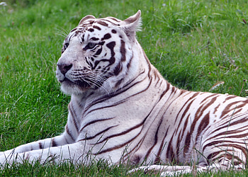Animals, Grass, Lies, Predator, Tiger HD wallpaper