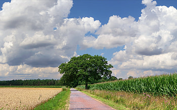 Road in Germany, oak, clouds, fields, road, Germany HD wallpaper