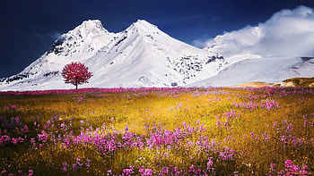 Autumn Field and Mountains, field, clouds, trees, autumn, nature, flowers, alps, mountains HD wallpaper