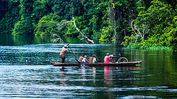 Republic of Congo safari, Safari natural world safaris, When to go, Congo safari HD wallpaper