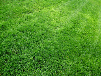 Grass, Texture, Textures, Field, Lawn HD wallpaper