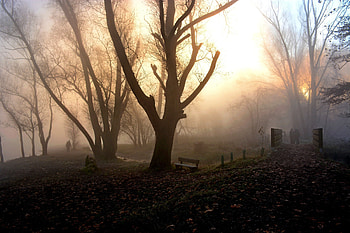Park Fog Nature People Walking, park, fog, nature, people HD wallpaper