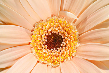 Flower, Macro, Gerbera, Daisy HD wallpaper