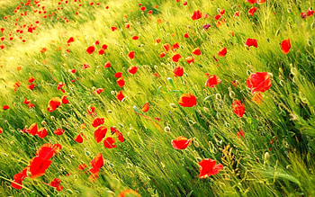 Plants, Flowers, Poppies HD wallpaper
