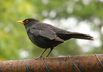 Common Blackbird, HQ , High-quality , resolution HD wallpaper