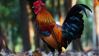 Rooster Is Standing In Blur Bokeh Background Birds HD wallpaper
