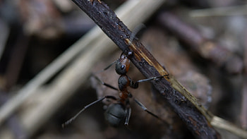 Red wood ant, Ant HD wallpaper