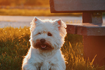 Animals, Grass, Fluffy, Dog HD wallpaper