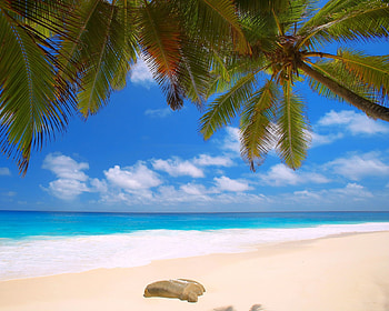 Ocean, , Nature, Horizon, Palm Tree, Tropical, Sand, Cloud, Sky HD wallpaper