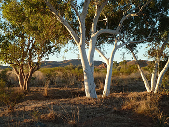 Ghost gum trees, Pilbara, Australian, Landscape HD wallpaper