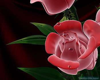 Rose4jpg, rose, pink, bubbles HD wallpaper
