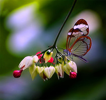 Glasswing beauty, white, glasswing, butterfly, flower, red, beauty HD wallpaper