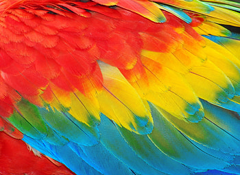 Feathers, feather, red, yellow, texture, ara, pattern, parrot, colorful, blue, green HD wallpaper