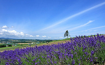 Lavender, Nature, Sky, Horizon, Wood, Tree, Field, Slope HD wallpaper