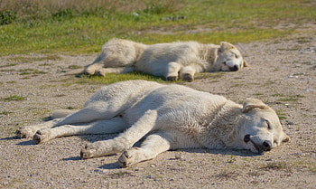 Akbash Dog, Livestock guardian, Herdenschutzhund, Akbash ideas HD wallpaper