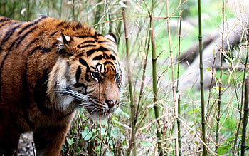 Animals, Grass, Muzzle, Big Cat, Stroll, Tiger HD wallpaper