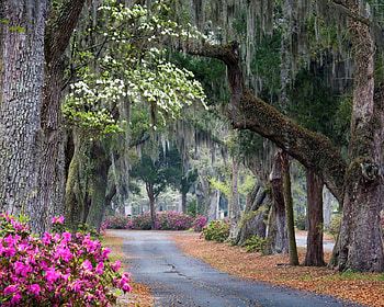 Oaks and Azaleas Savannah Georgia, purple, leaves, trees, autumn, road, flowers, forest HD wallpaper