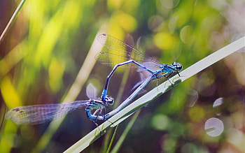 Grass, Insects, Dragonflies, Macro HD wallpaper