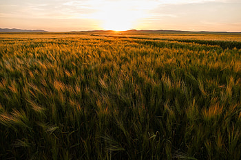 Nature, Sunset, Horizon, Field, Ears, Spikes HD wallpaper