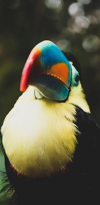 Toucan colorful beak bird, Samsung Galaxy HD phone wallpaper