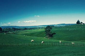 Idyllic landscape with sheep grazing in the lush green hills of Waikato under a blue sky. HD wallpaper