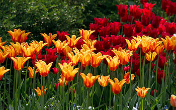 Plants, Flowers HD wallpaper