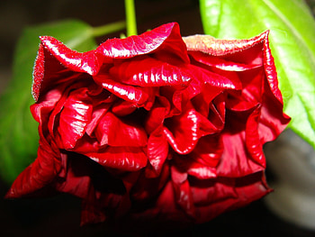 Plants, Flowers HD wallpaper