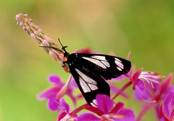 1986 Butterfly on flower, magenta, alberta, butterfly, flower, canada HD wallpaper