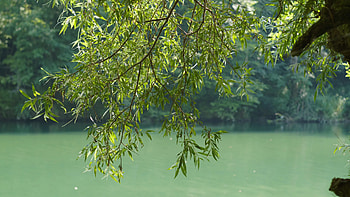 Branch, Willow Tree HD wallpaper