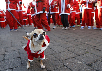 Santa Paws, Costume, Dog, Paws, Santa HD wallpaper