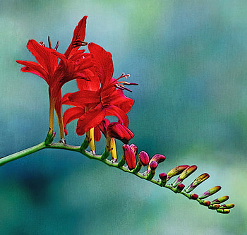 crocosmia, nature, flowers, red HD wallpaper