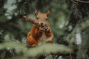 A red squirrel munching on a twig, surrounded by lush green pine needles in a forest. HD wallpaper